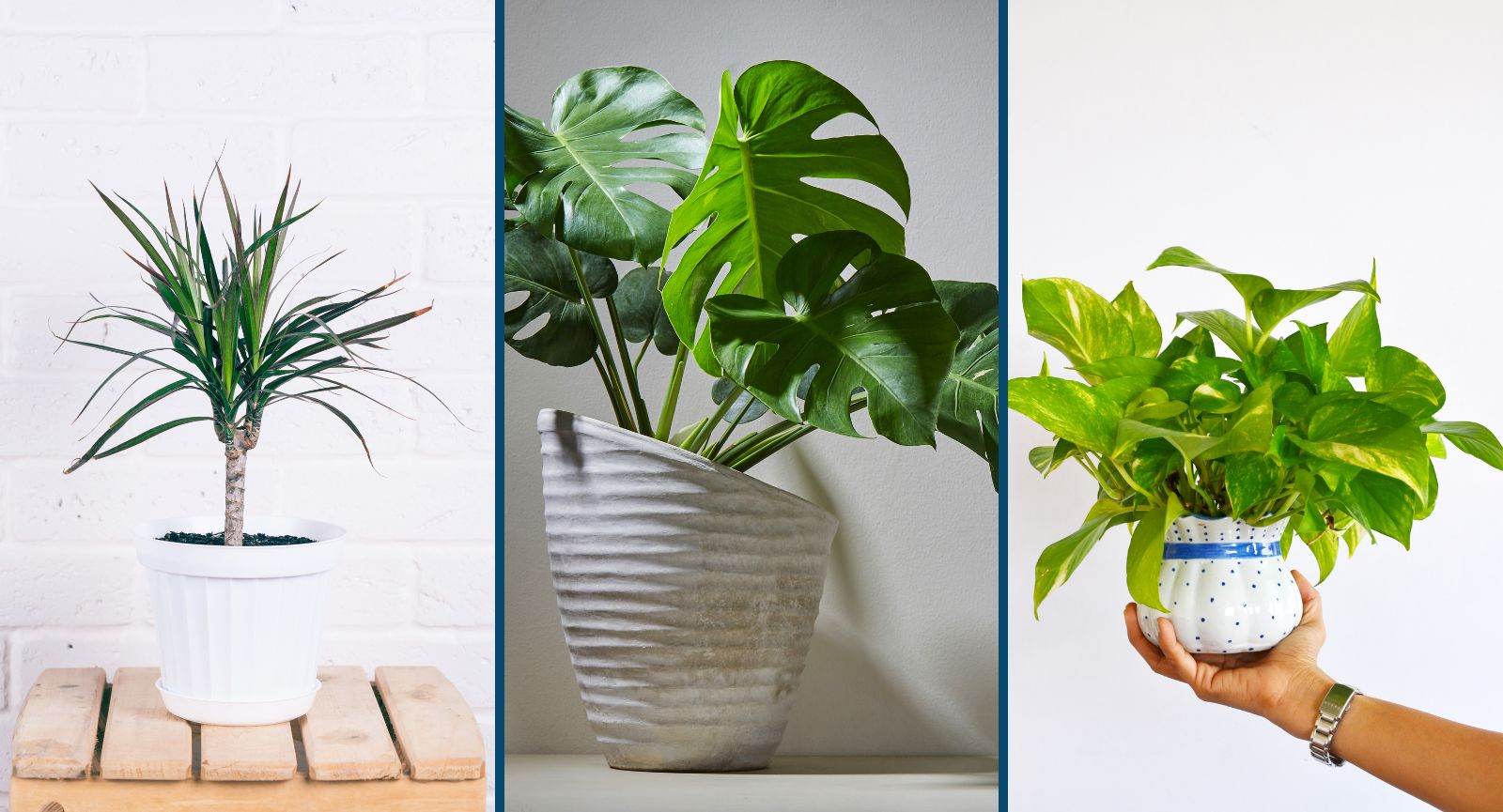 Rośliny doniczkowe rodem z PRL wracają do łask! Zobacz, jakie gatunki są znowu modne