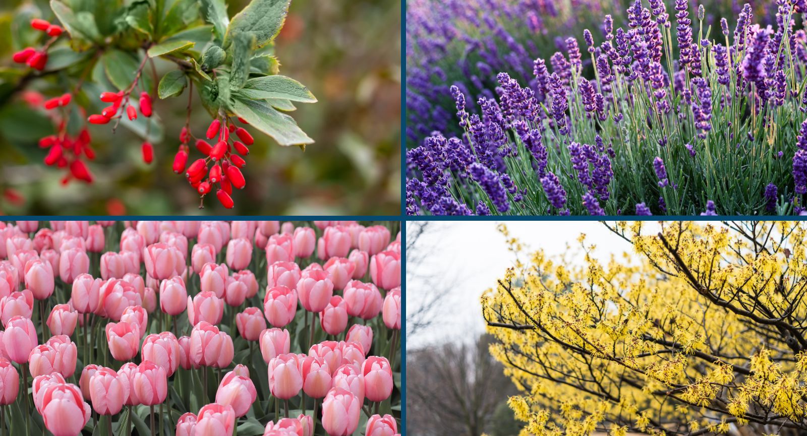 Rośliny do ogrodu dla zapracowanych - łatwe w uprawie i piękne