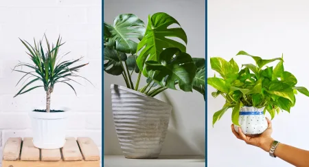 Rośliny doniczkowe rodem z PRL wracają do łask! Zobacz, jakie gatunki są znowu modne