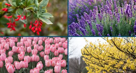 Rośliny do ogrodu dla zapracowanych - łatwe w uprawie i piękne